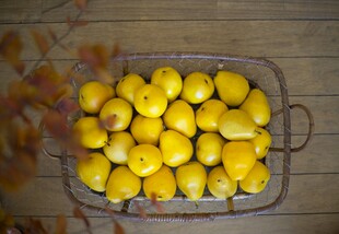 黄梨