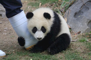 熊猫幼崽与白色物件互动