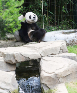 熊猫坐于石间溪流旁