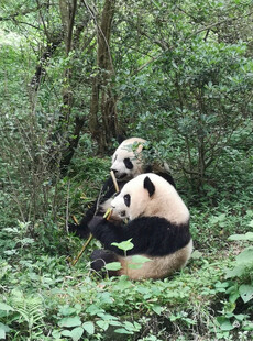 林间嬉戏的可爱大熊猫