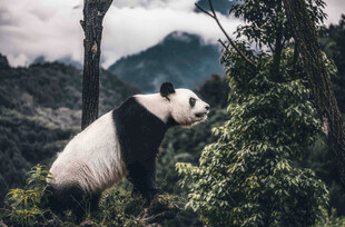 熊猫于山林间攀树