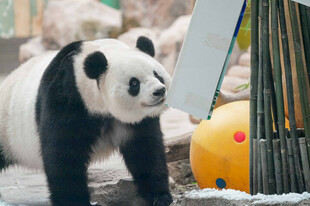 可爱熊猫在雪地玩耍