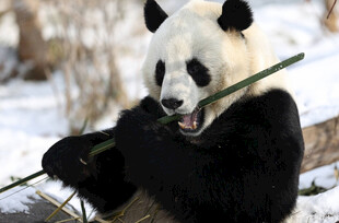 雪地中进食的可爱大熊猫