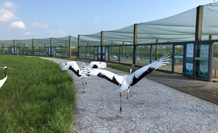 养殖场内展翅的黑白飞鸟