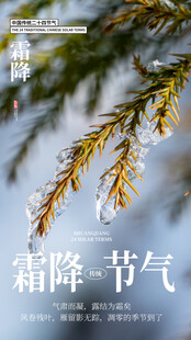 霜降时节的松枝特写
