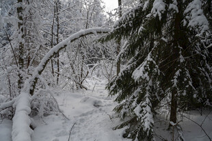 冬日雪覆森林美景
