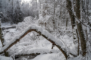 雪覆树林中的弯折树枝