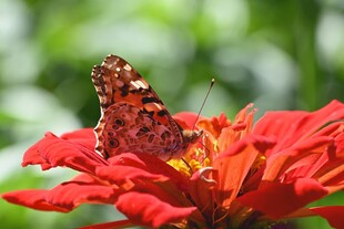 蝴蝶停驻鲜艳红花上
