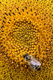 蜜蜂采蜜于向日葵花蕊间
