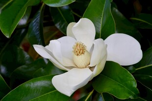 洁白玉兰花绽放绿叶间
