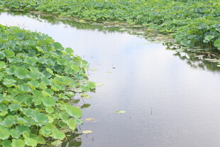 夏日荷塘水田