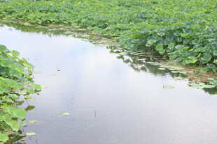 夏日荷塘水田