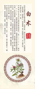 浙八味白木植物图示