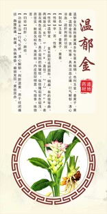 浙八味温郁金中药材展示