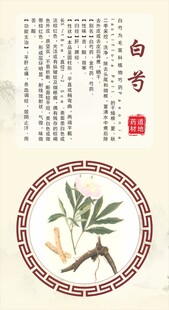 浙八味传统中药白芍展示图