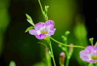 清新紫罗兰
