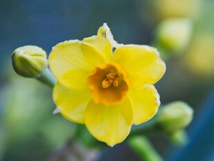 黄色水仙花