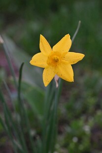 黄色单朵水仙花特写