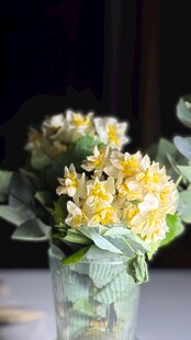  盛放的黄色水仙花