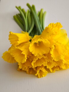 黄色水仙绽放