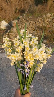 手捧美丽水仙花朵