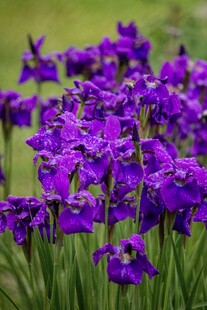 紫色鸢尾花 