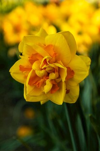 黄色重瓣水仙花特写
