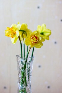 花瓶中的黄色水仙花