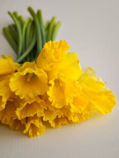 黄色绽放的美丽水仙花