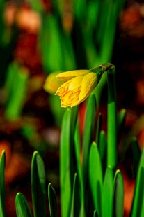 黄色水仙花