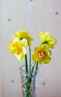 花瓶中的黄色水仙