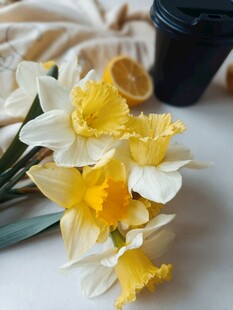清新黄白水仙花静物图