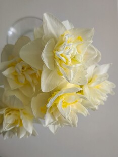 白色水仙绽放美丽花朵