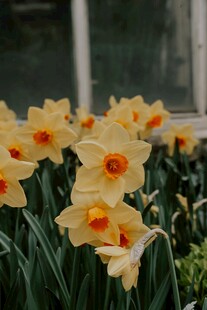 绽放的黄色水仙花