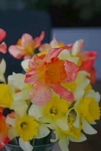 多彩水仙花