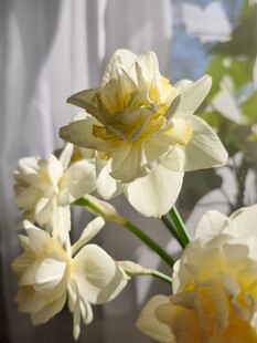 清新淡雅水仙花绽放
