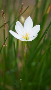 白色单朵水仙花
