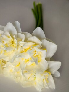 清新淡雅的白色水仙花