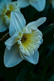 清新淡雅水仙花特写