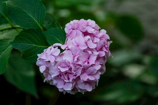 粉色绣球花特写