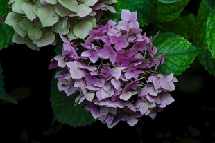紫色绣球花特写
