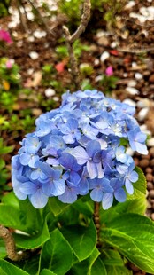 蓝色绣球花绽放