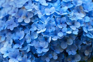 蓝色绣球花特写