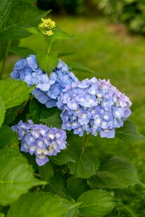 蓝绣球花绽放于绿叶间