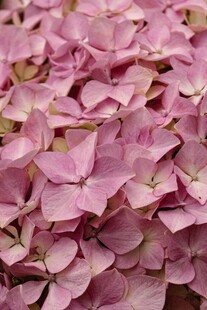 粉色绣球花特写