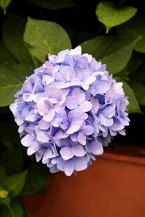 紫色绣球花特写
