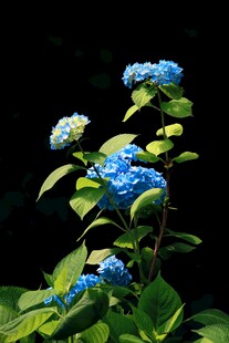蓝色绣球花绽放