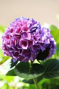 紫色绣球花特写