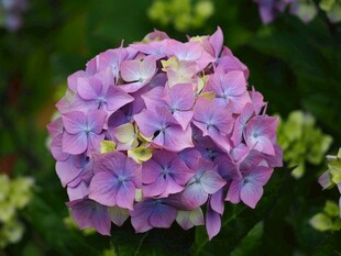 梦幻紫色绣球花特写
