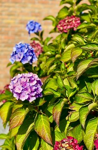 多彩绣球花绽放绿叶间
